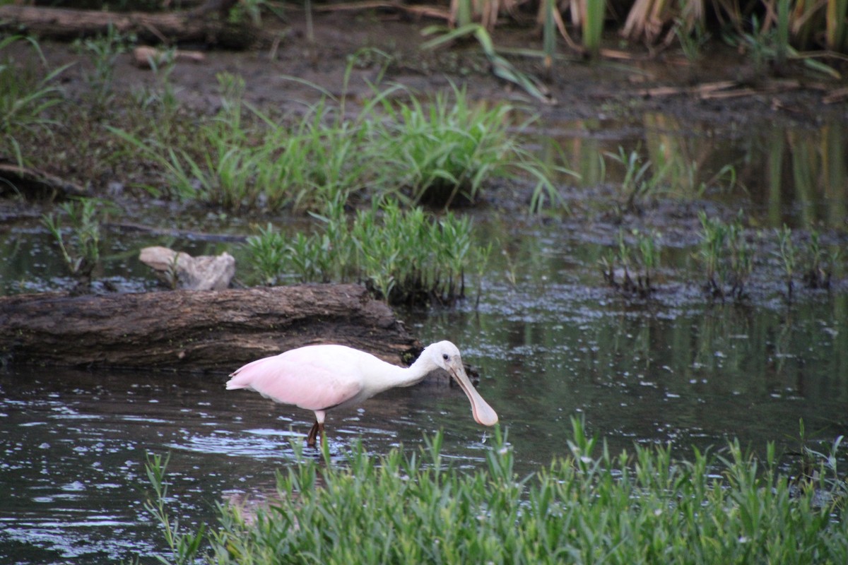 Roseate Spoonbill - ML620688569