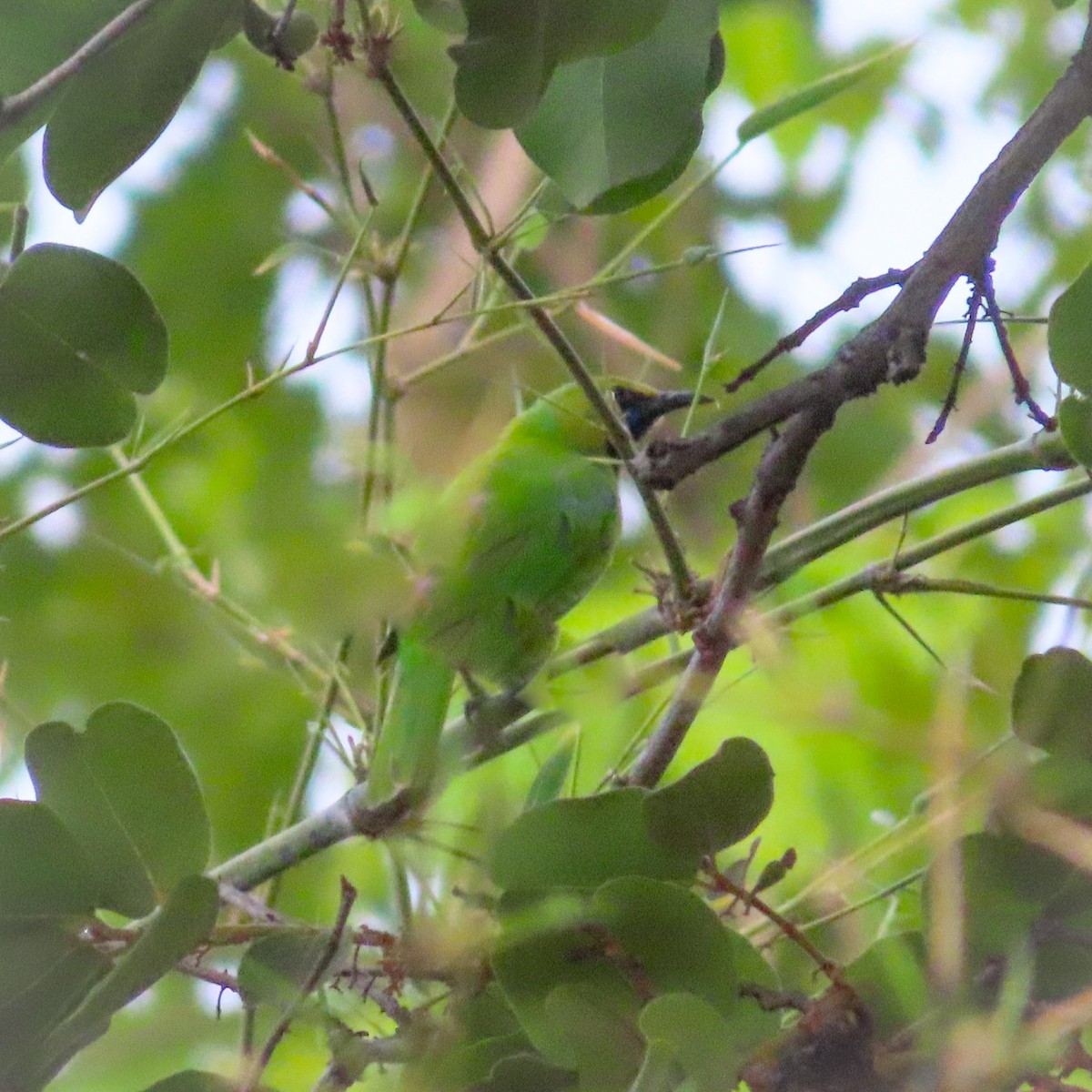 Jerdon's Leafbird - Sujay Biswas