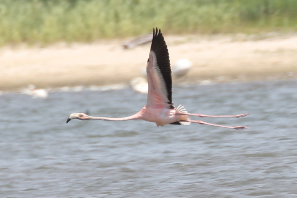 Flamant des Caraïbes - ML620688574