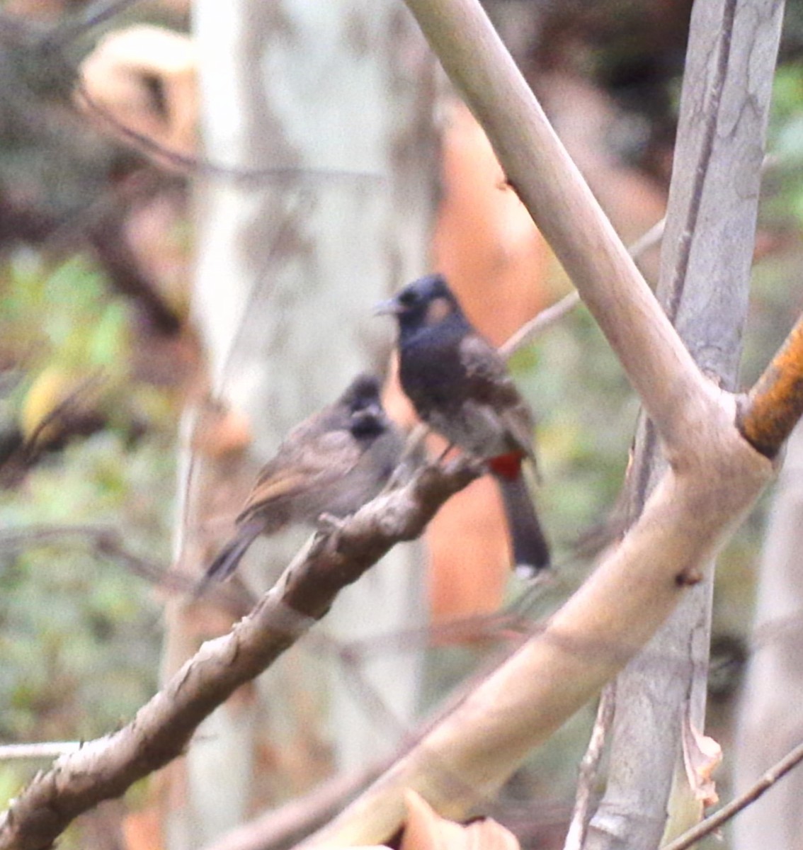 Red-vented Bulbul - ML620688583