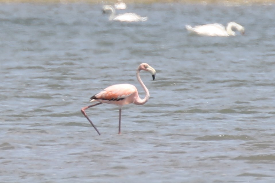 Amerika Flamingosu - ML620688584