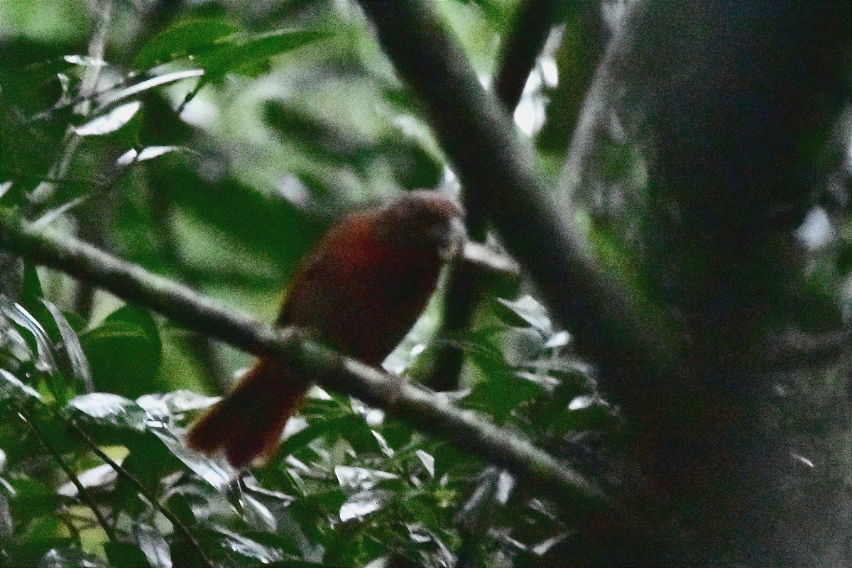 Red-crowned Ant-Tanager - ML620688586