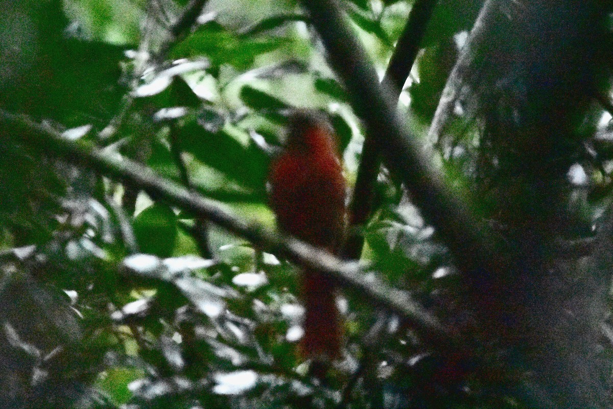 Red-crowned Ant-Tanager - ML620688587