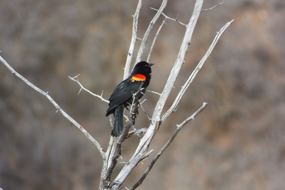 Red-winged Blackbird - ML620688591