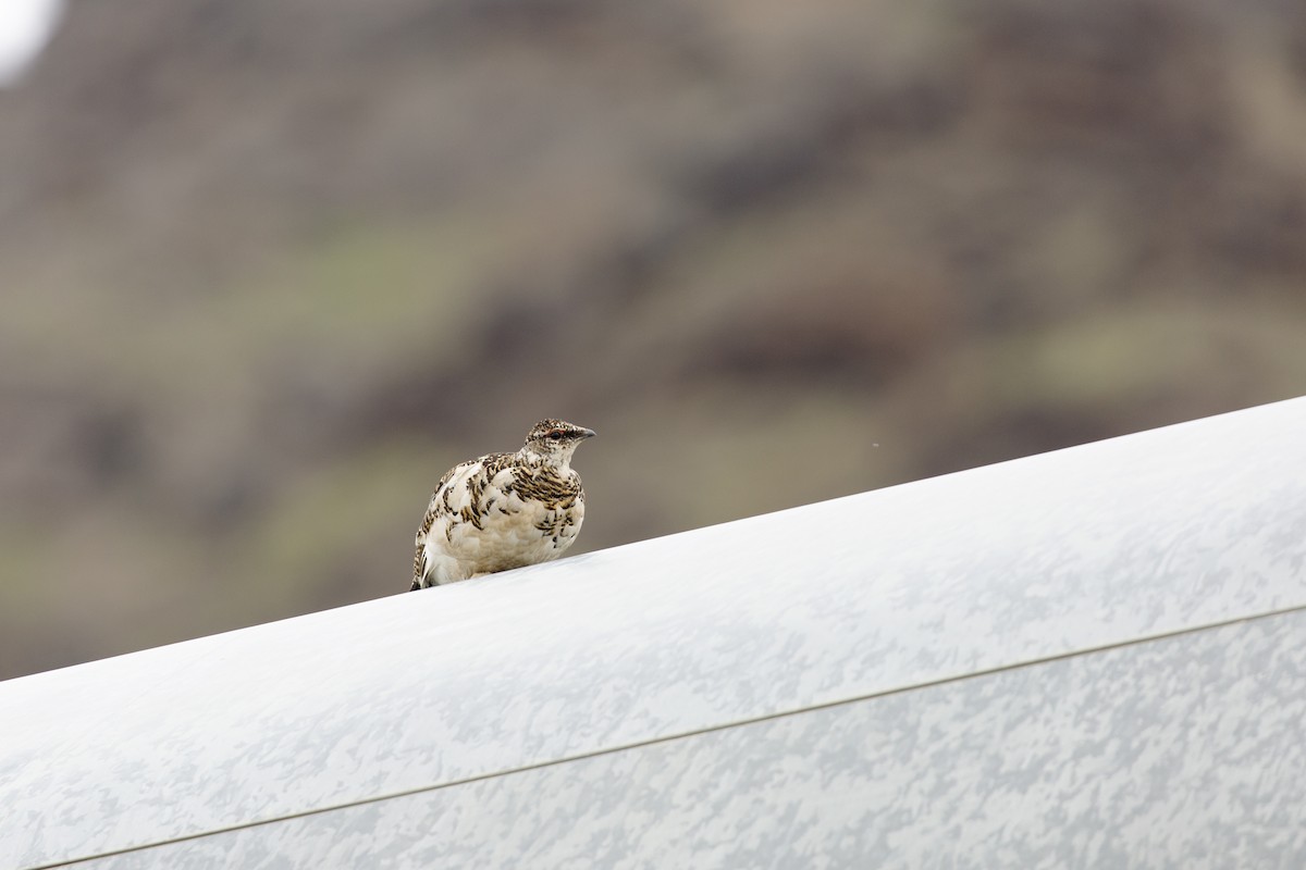 Rock Ptarmigan - ML620688598