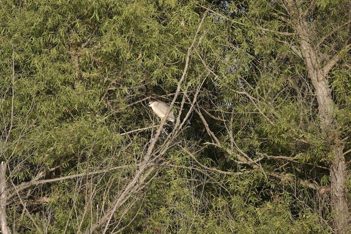 Black-crowned Night Heron - ML620688599