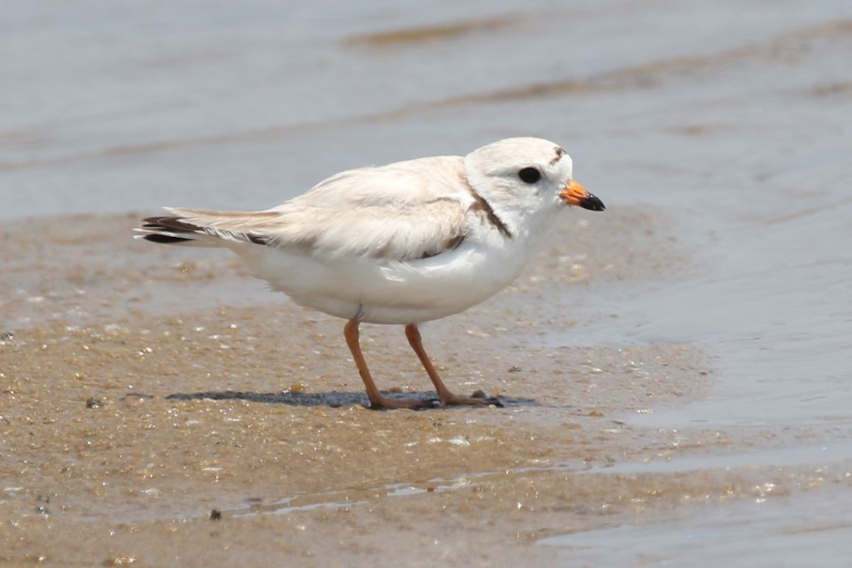 Piping Plover - ML620688600