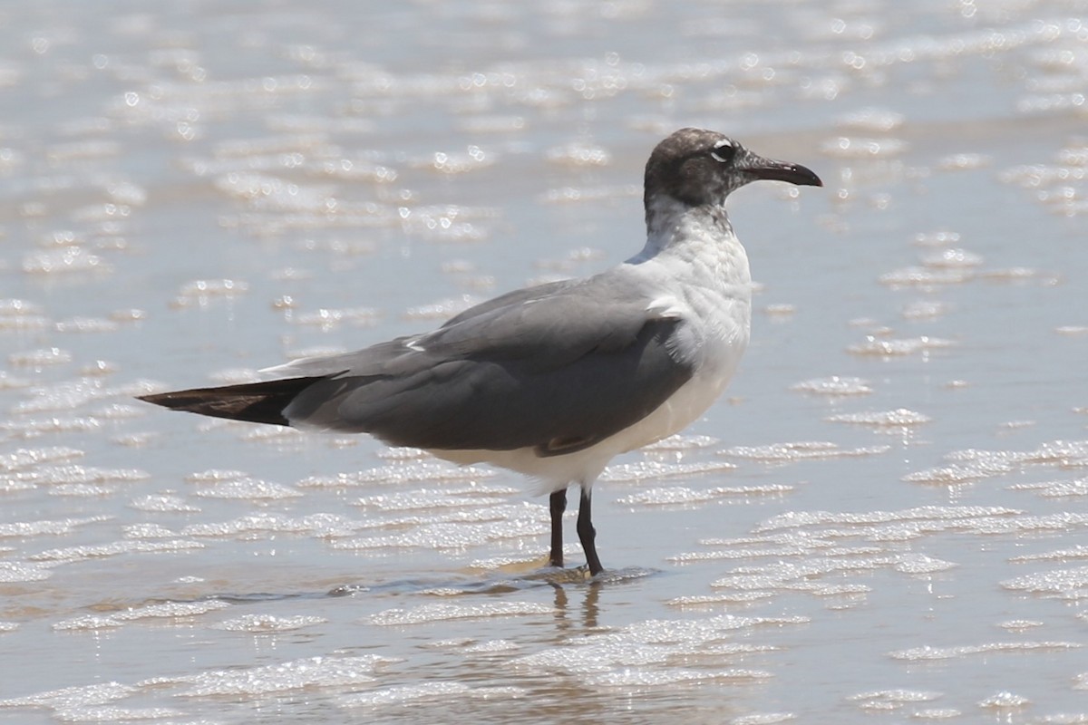 Laughing Gull - ML620688602