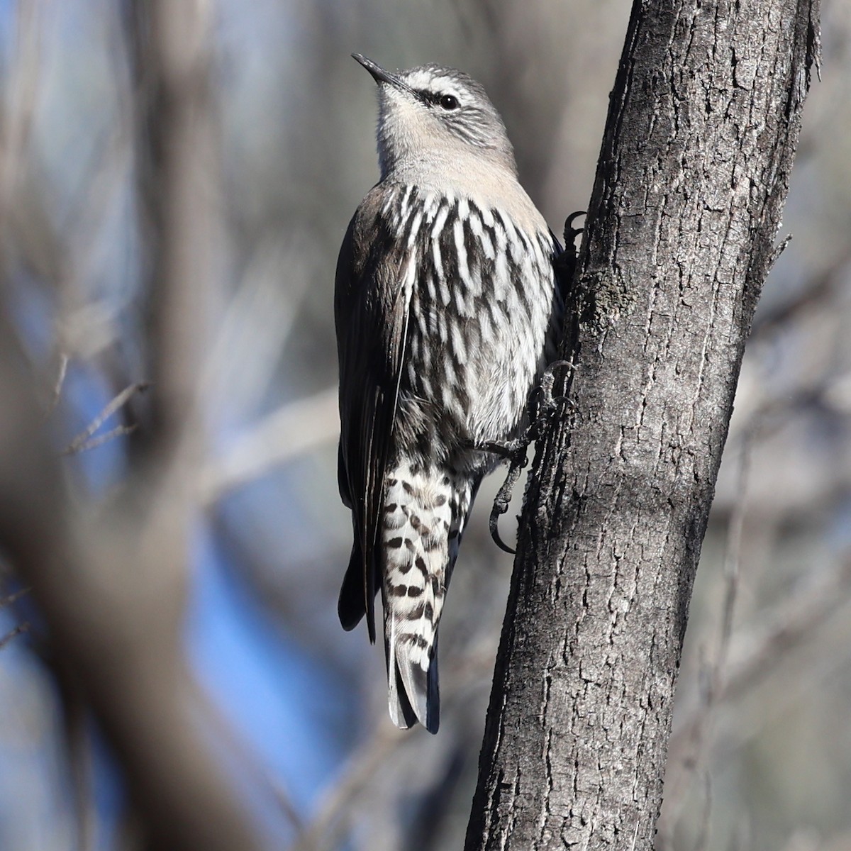 White-browed Treecreeper - Chris Chapman