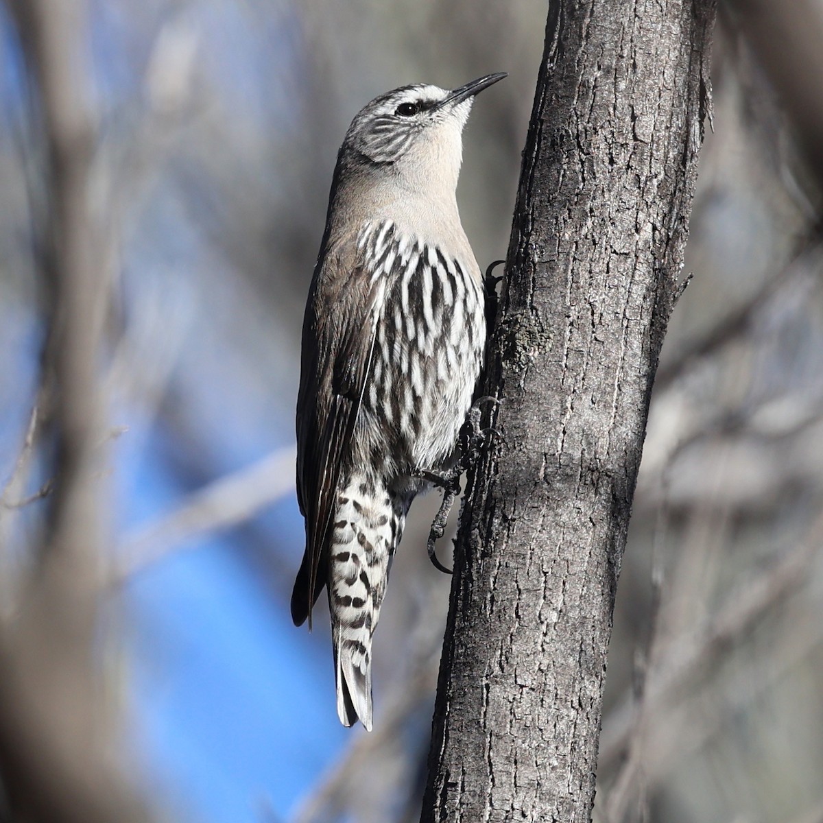 White-browed Treecreeper - ML620688608