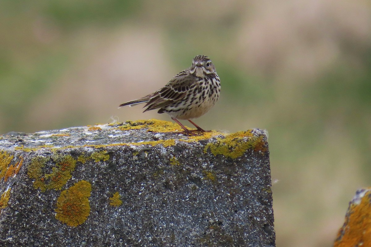 Meadow Pipit - ML620688609