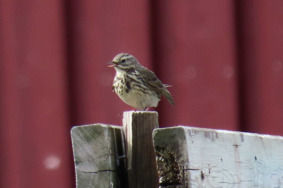 Meadow Pipit - ML620688610