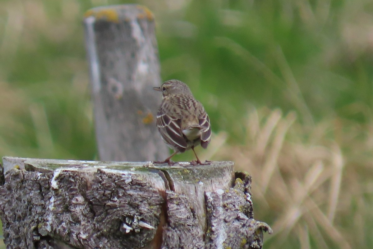 Meadow Pipit - Peter & Jane Wolfe