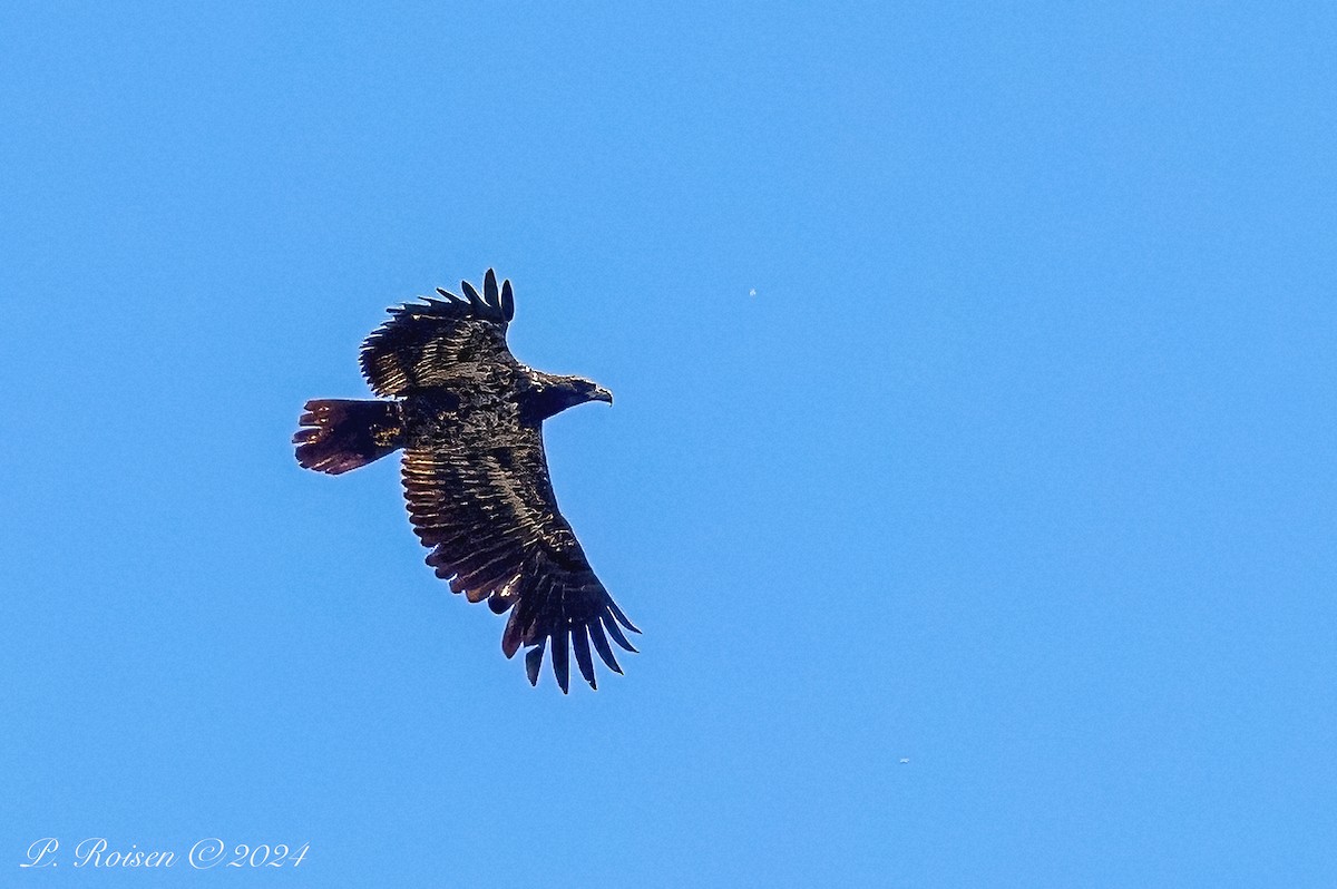 Bald Eagle - ML620688612