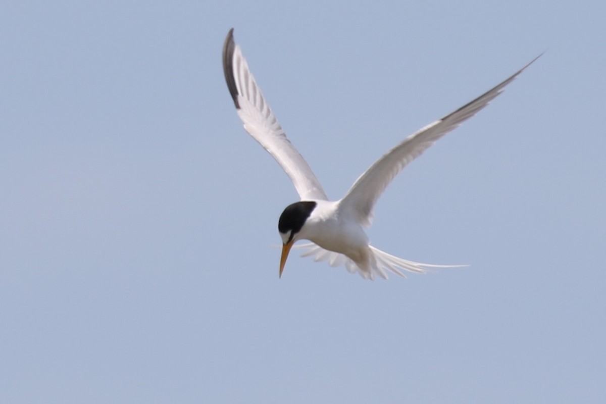 Least Tern - ML620688613