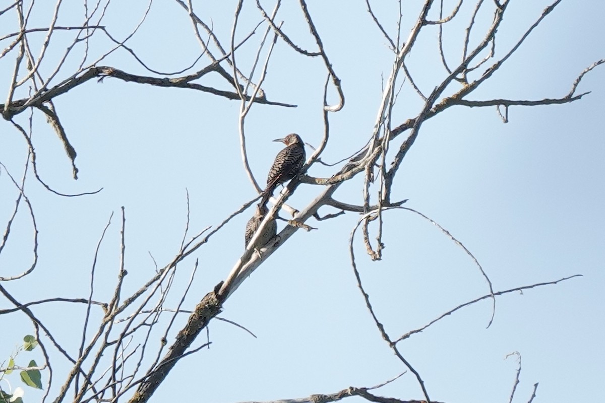 Northern Flicker - ML620688614