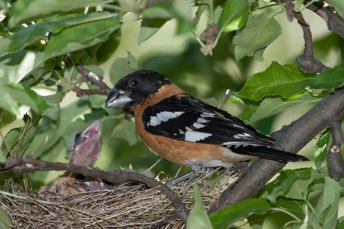 Black-headed Grosbeak - ML620688616