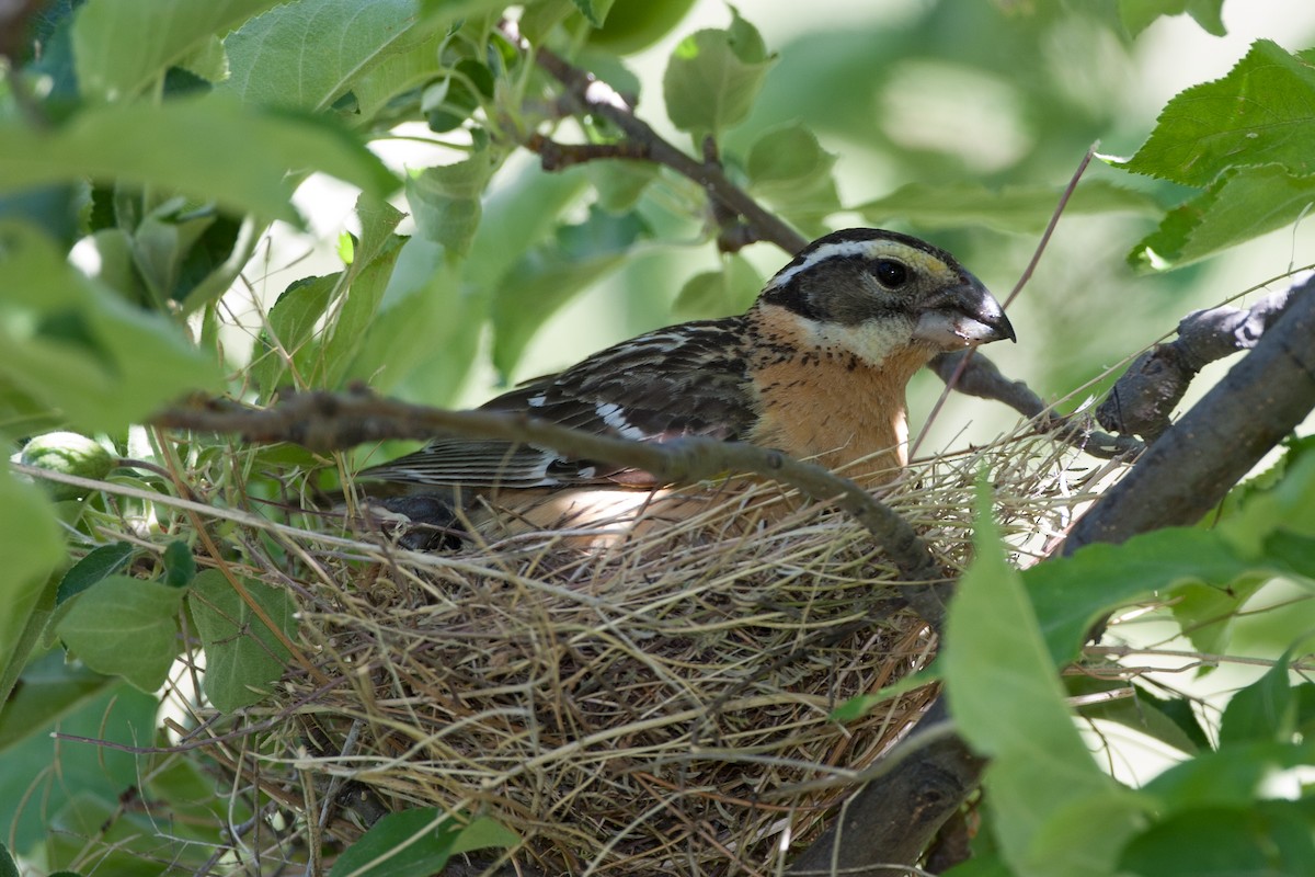 Black-headed Grosbeak - ML620688617