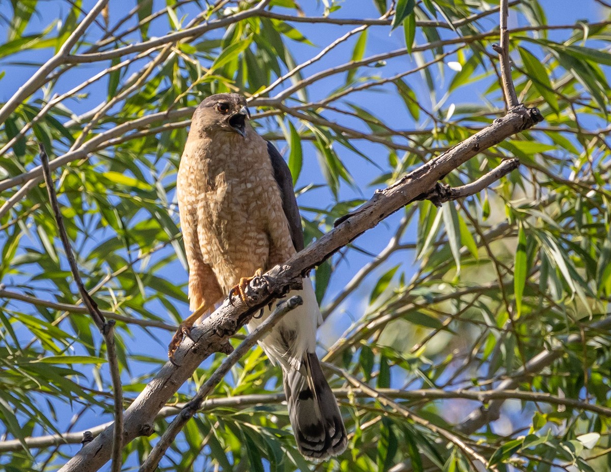 Cooper's Hawk - ML620688620