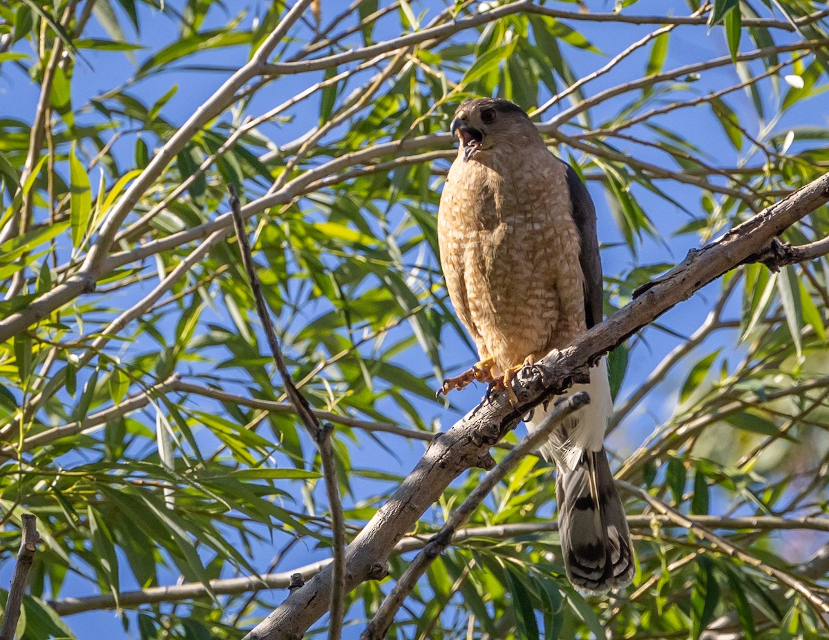 Cooper's Hawk - ML620688621