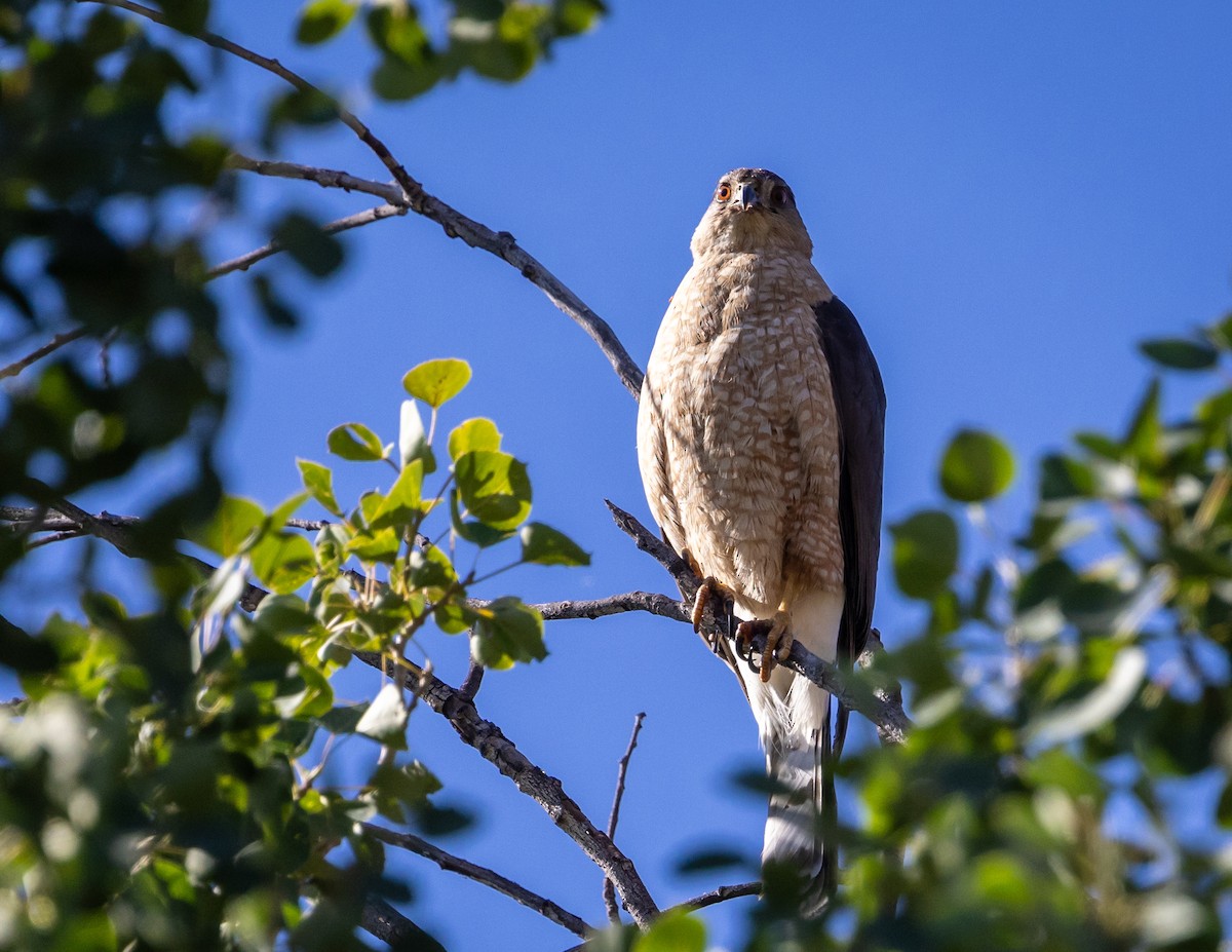 Cooper's Hawk - Nancy Schutt