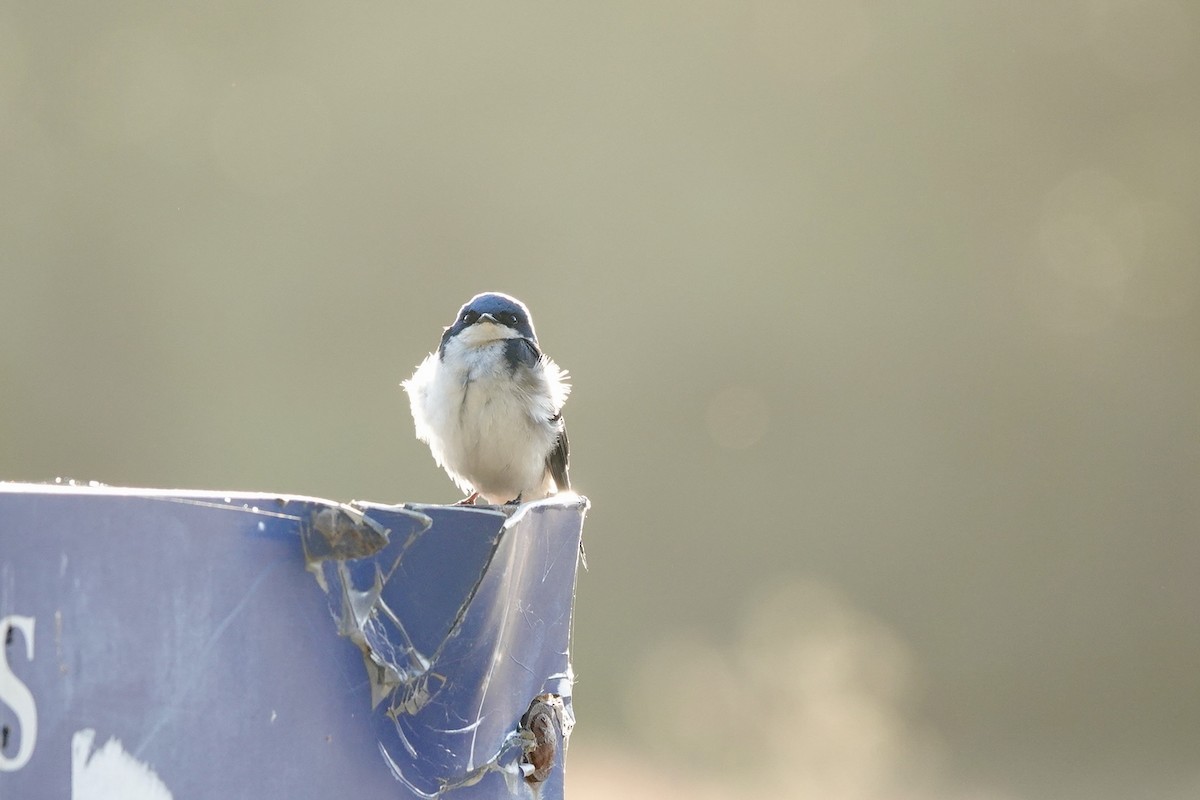 Golondrina Bicolor - ML620688623