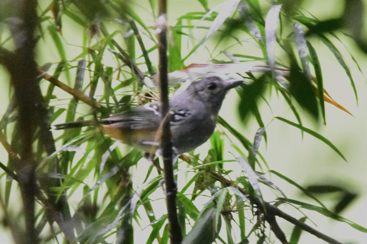 Variable Antshrike - ML620688624