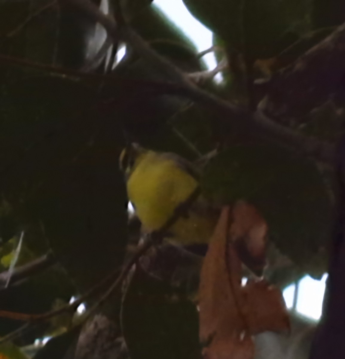 Yellow-fronted Canary - ML620688625