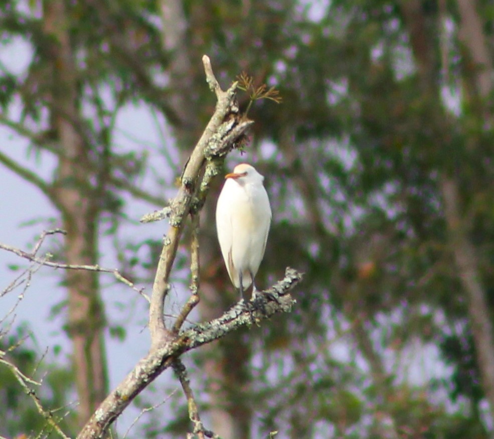 Western Cattle Egret - ML620688627