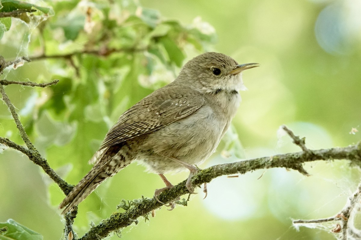 House Wren - ML620688628