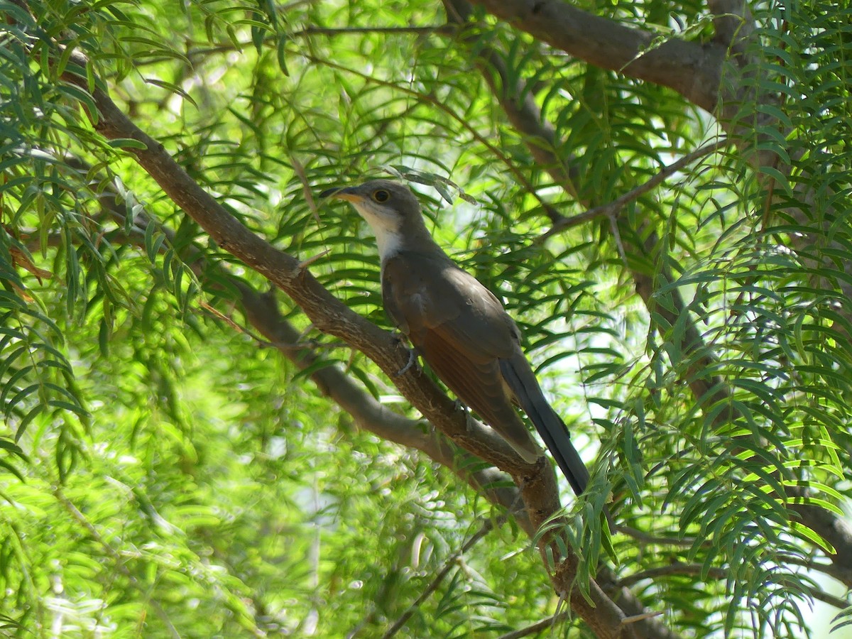 Yellow-billed Cuckoo - ML620688629