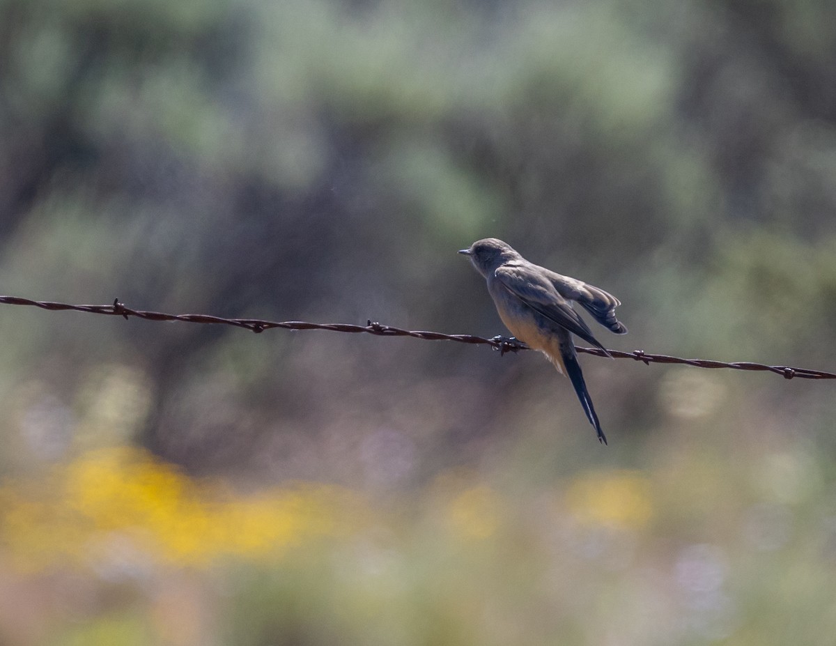 Say's Phoebe - ML620688635