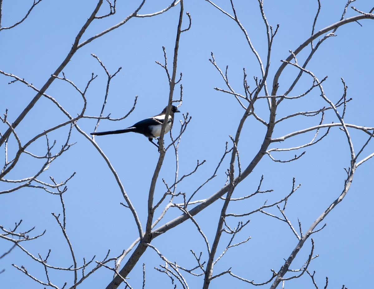 Black-billed Magpie - ML620688637