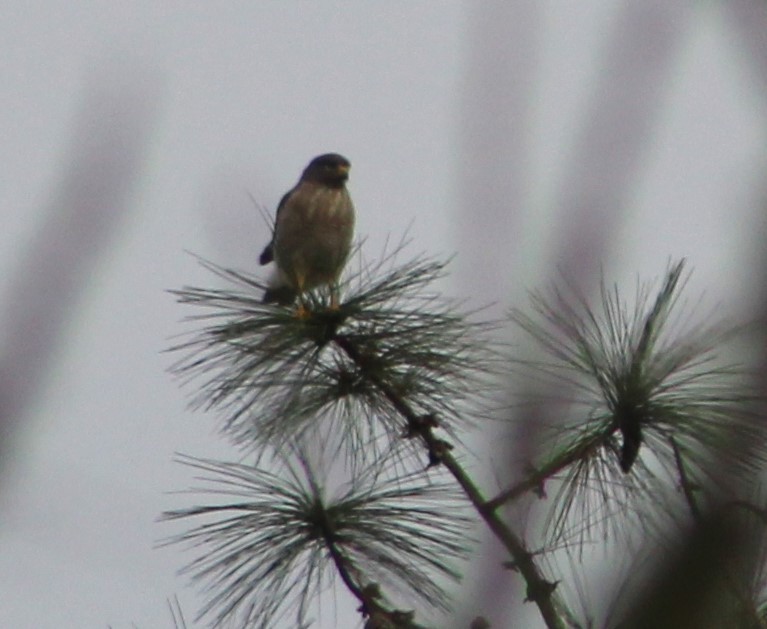 Roadside Hawk - ML620688638