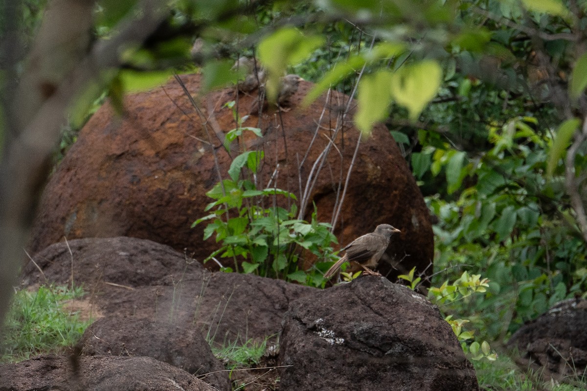 Jungle Babbler - ML620688639