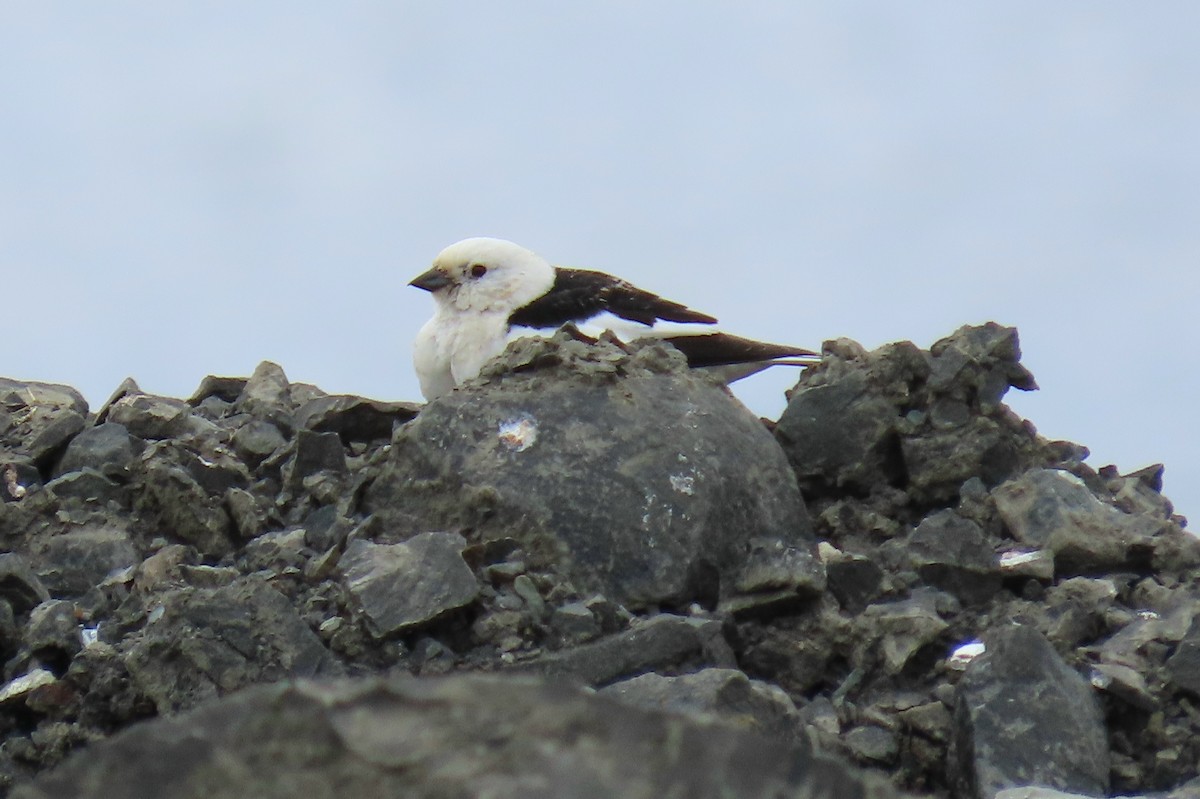 Snow Bunting - Peter & Jane Wolfe