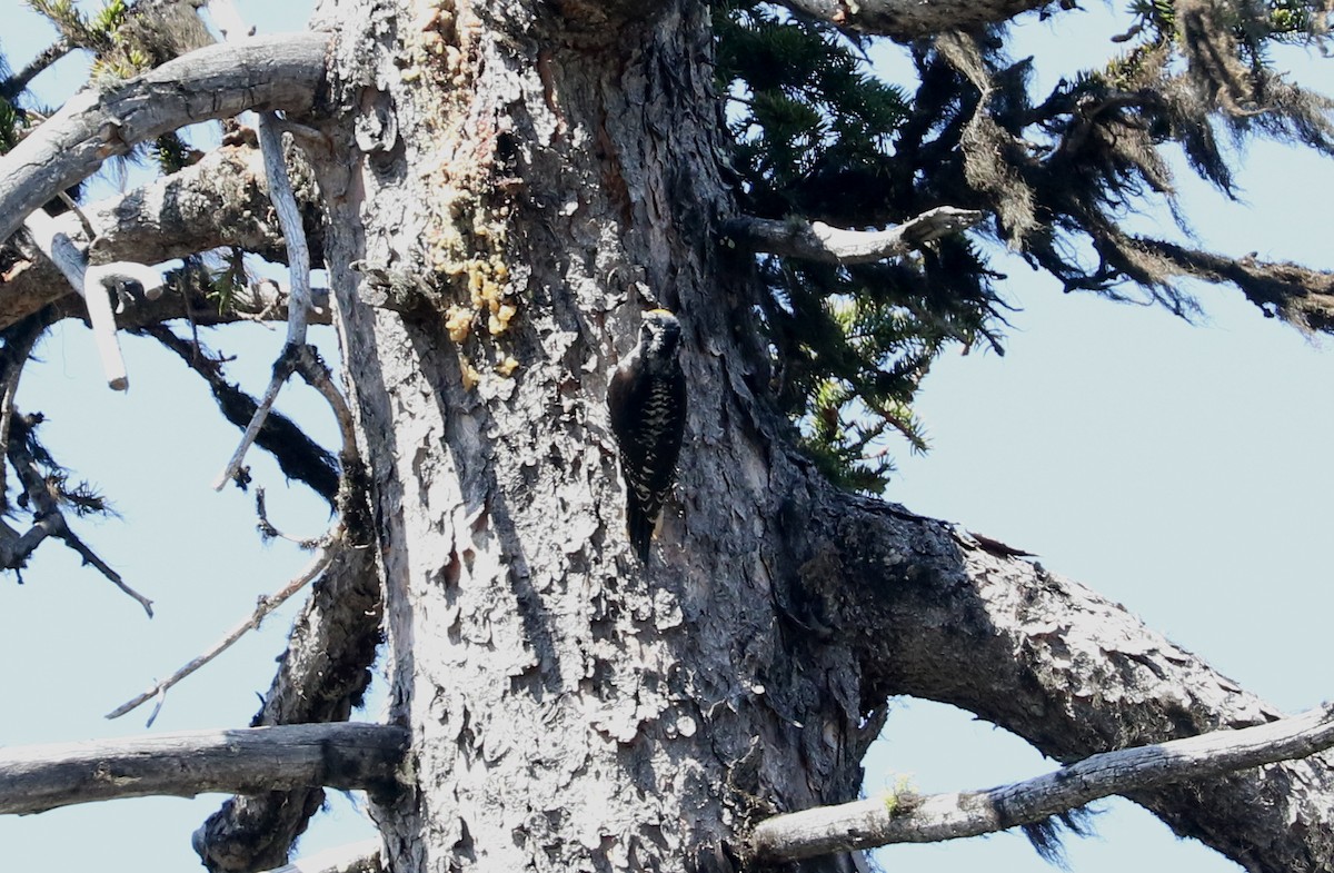 American Three-toed Woodpecker - ML620688650