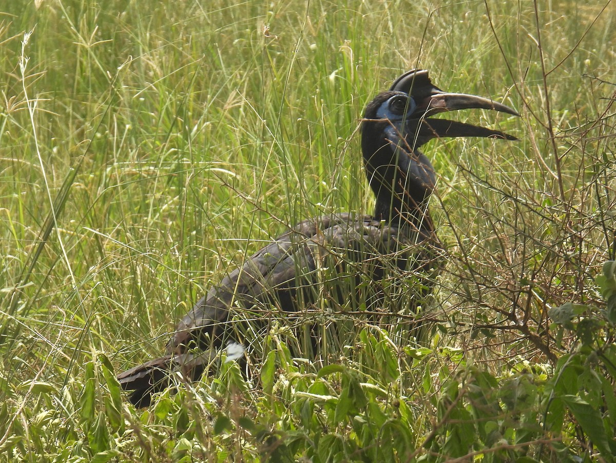 Abyssinian Ground-Hornbill - ML620688652