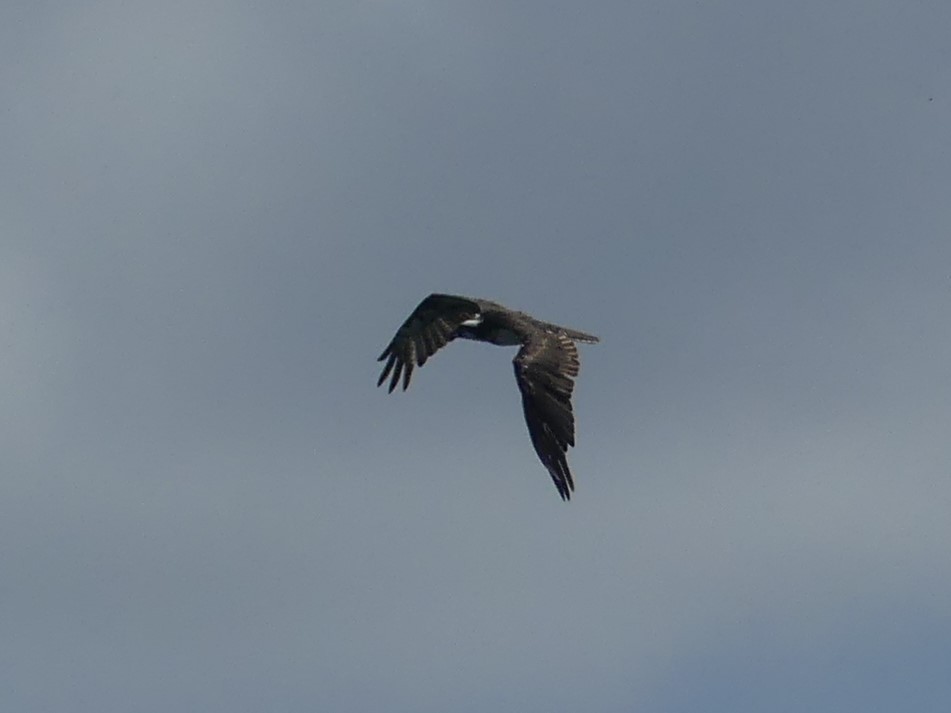 Águila Pescadora - ML620688656