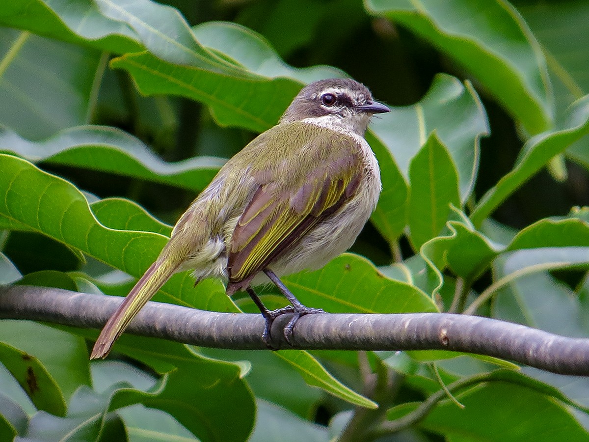 Venezuelan Tyrannulet - ML620688665