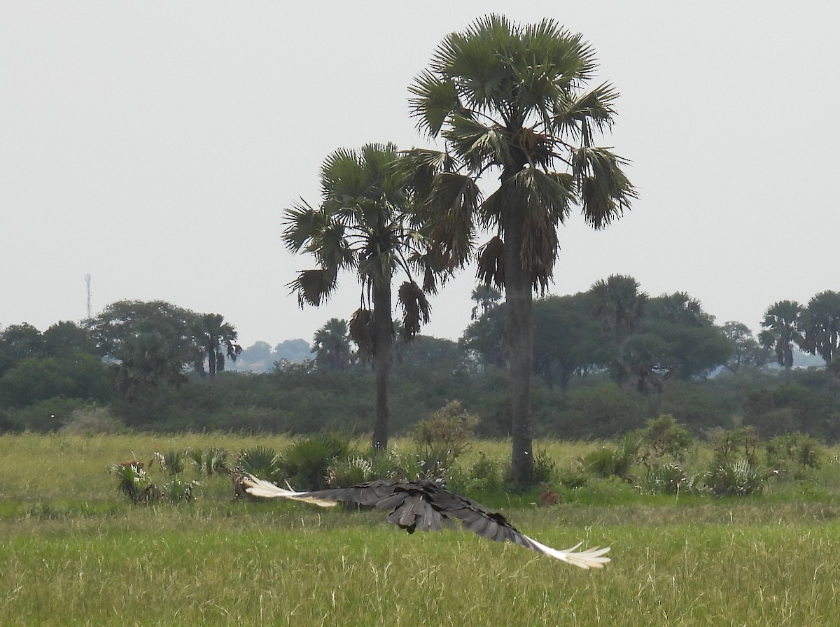 Abyssinian Ground-Hornbill - ML620688668