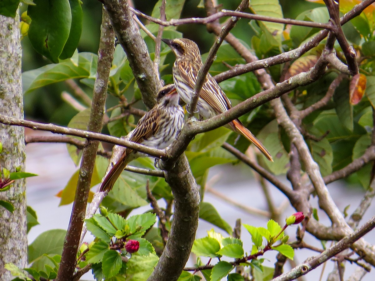 Streaked Flycatcher - ML620688671