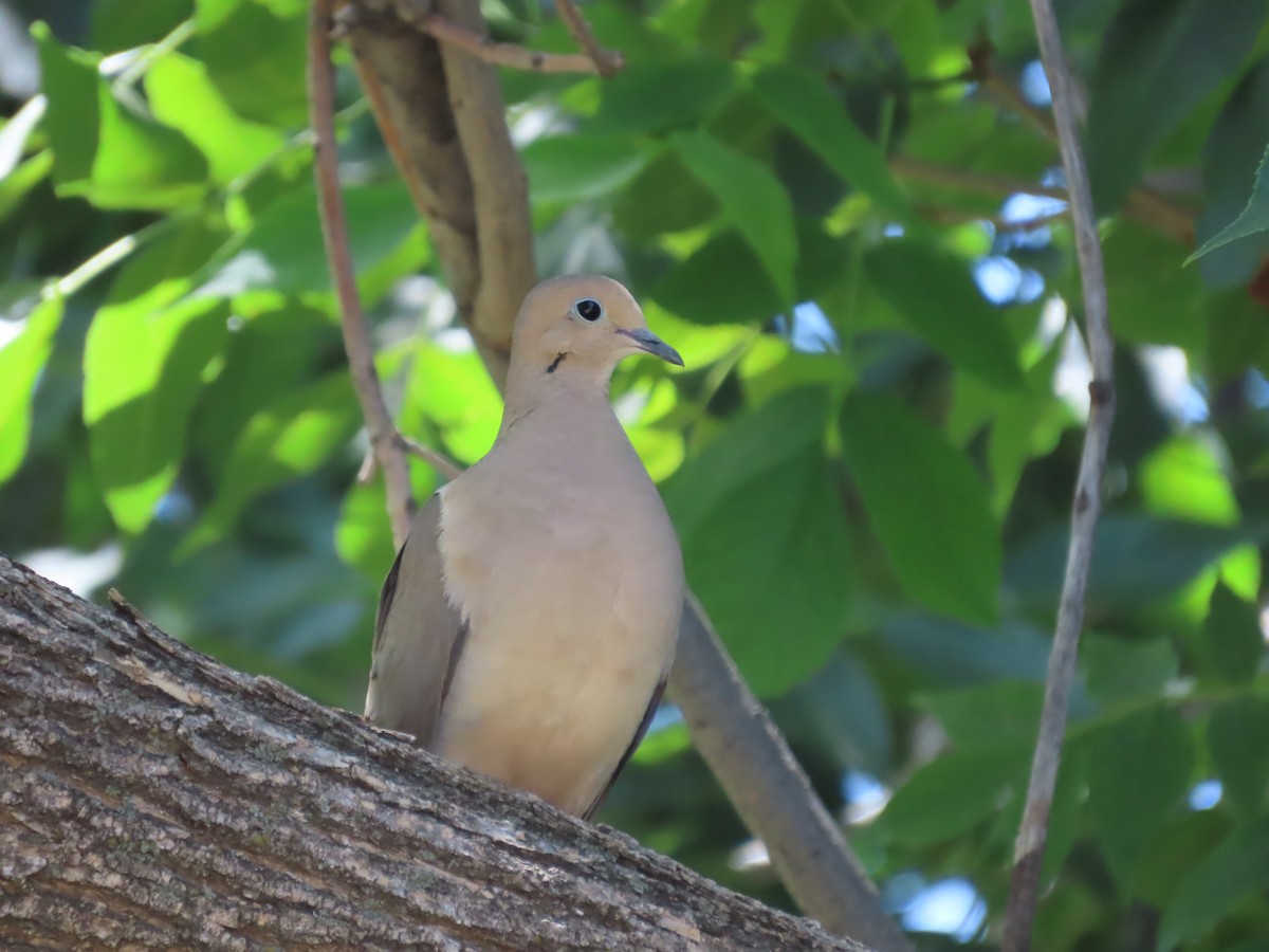 Mourning Dove - ML620688675