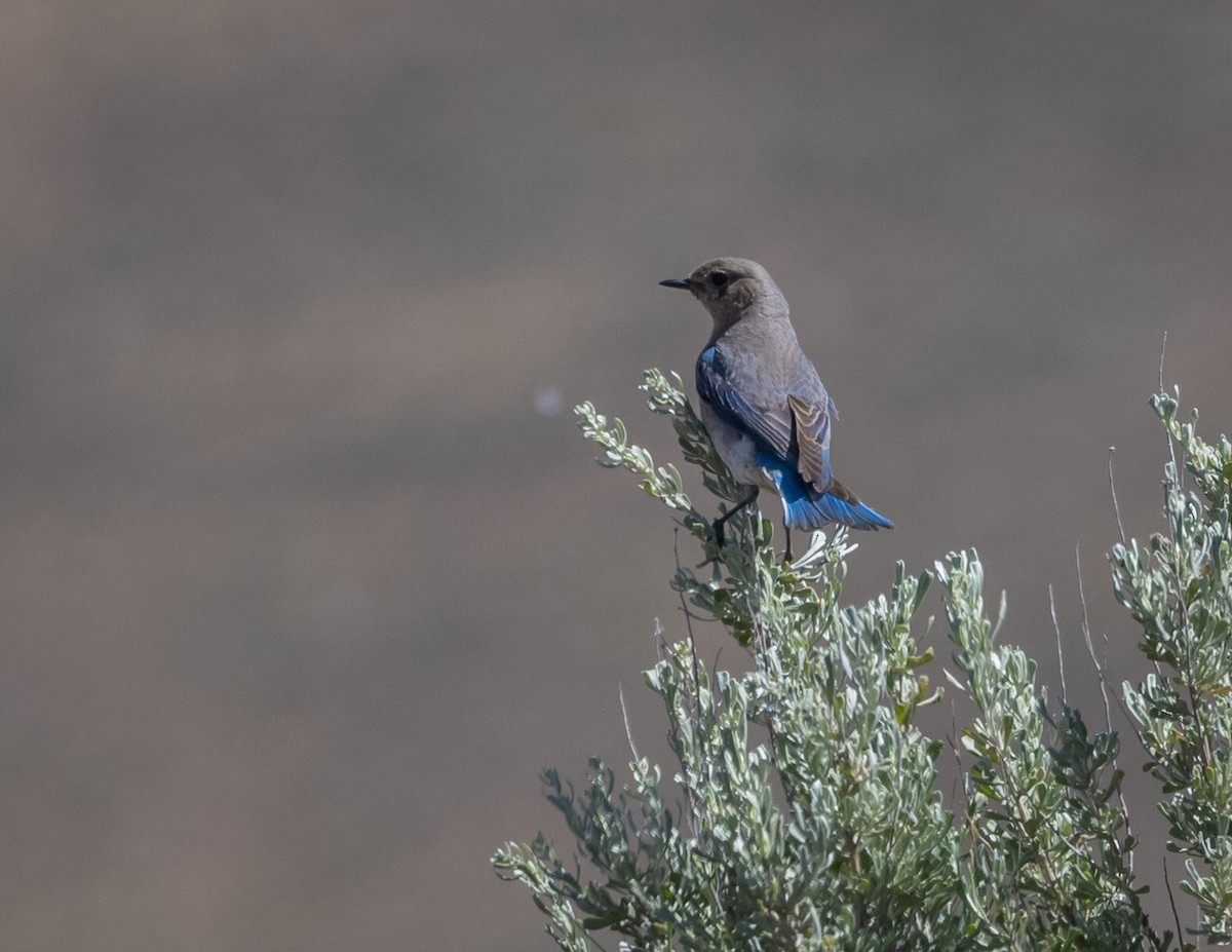 Mountain Bluebird - ML620688678