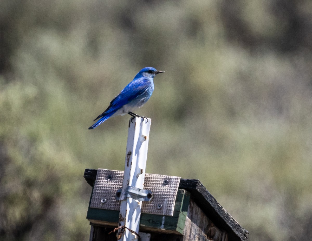 Mountain Bluebird - ML620688679