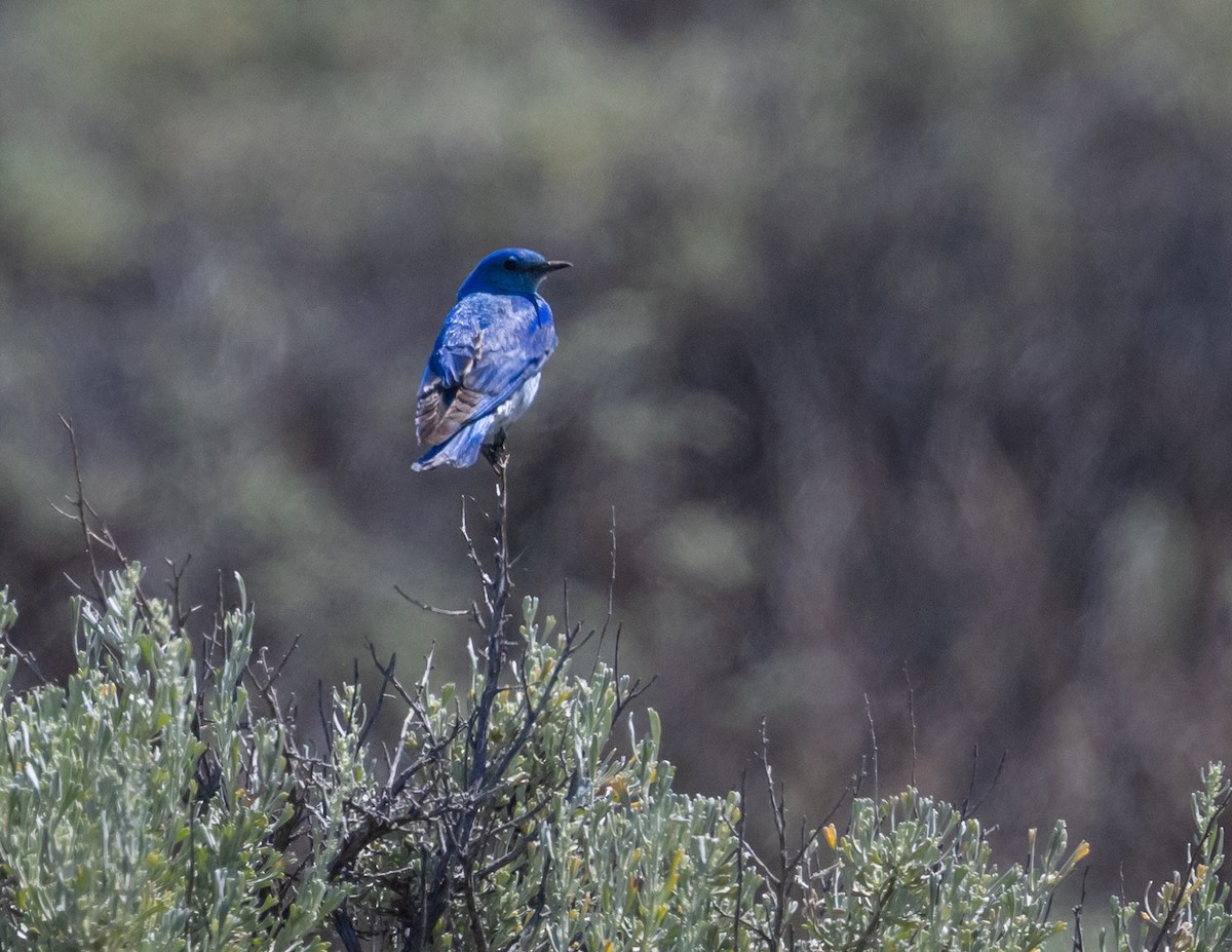 Mountain Bluebird - ML620688680