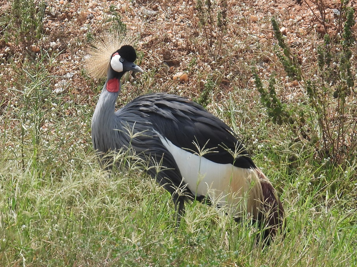 Gray Crowned-Crane - ML620688682