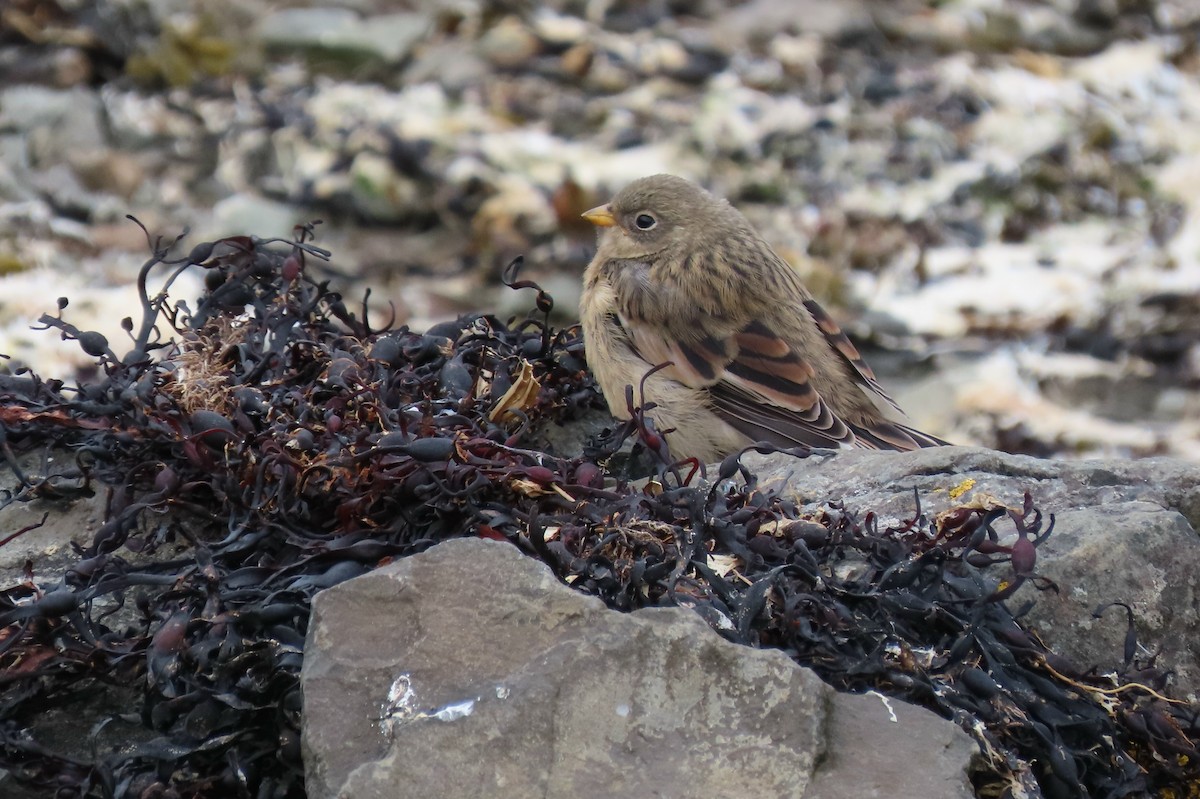 Snow Bunting - ML620688685