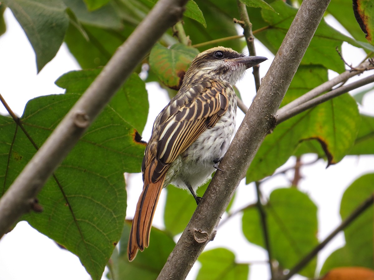 Streaked Flycatcher - ML620688686