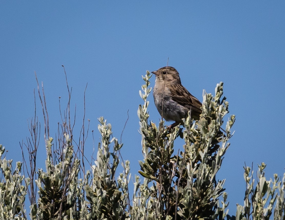 Brewer's Sparrow - ML620688688